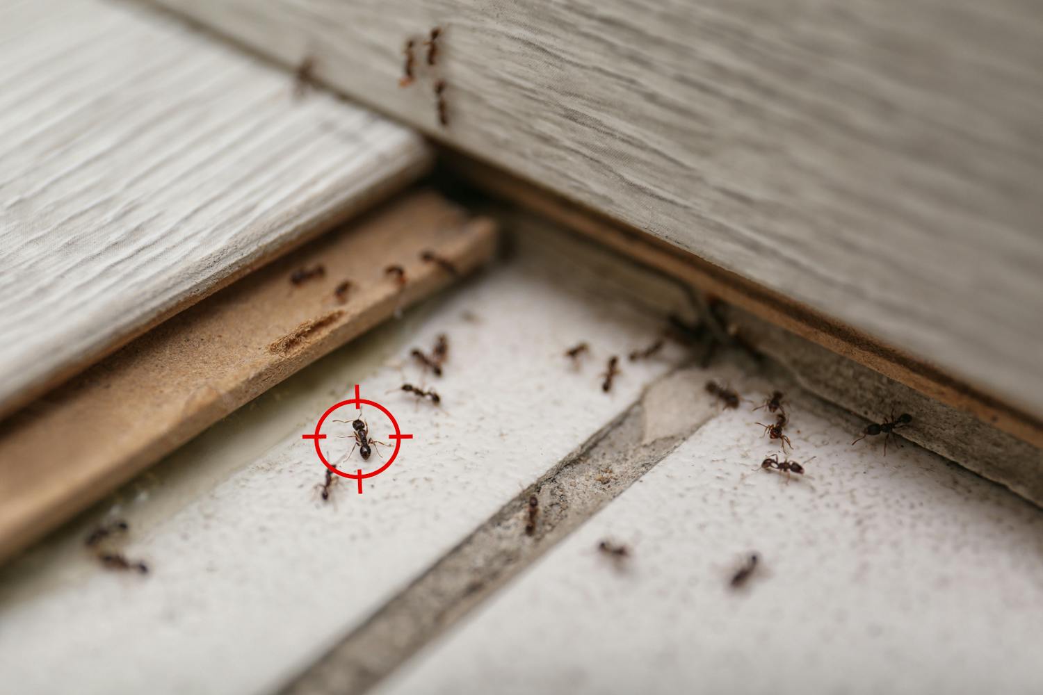 Myrmécophobie : tout savoir sur la peur panique des fourmis