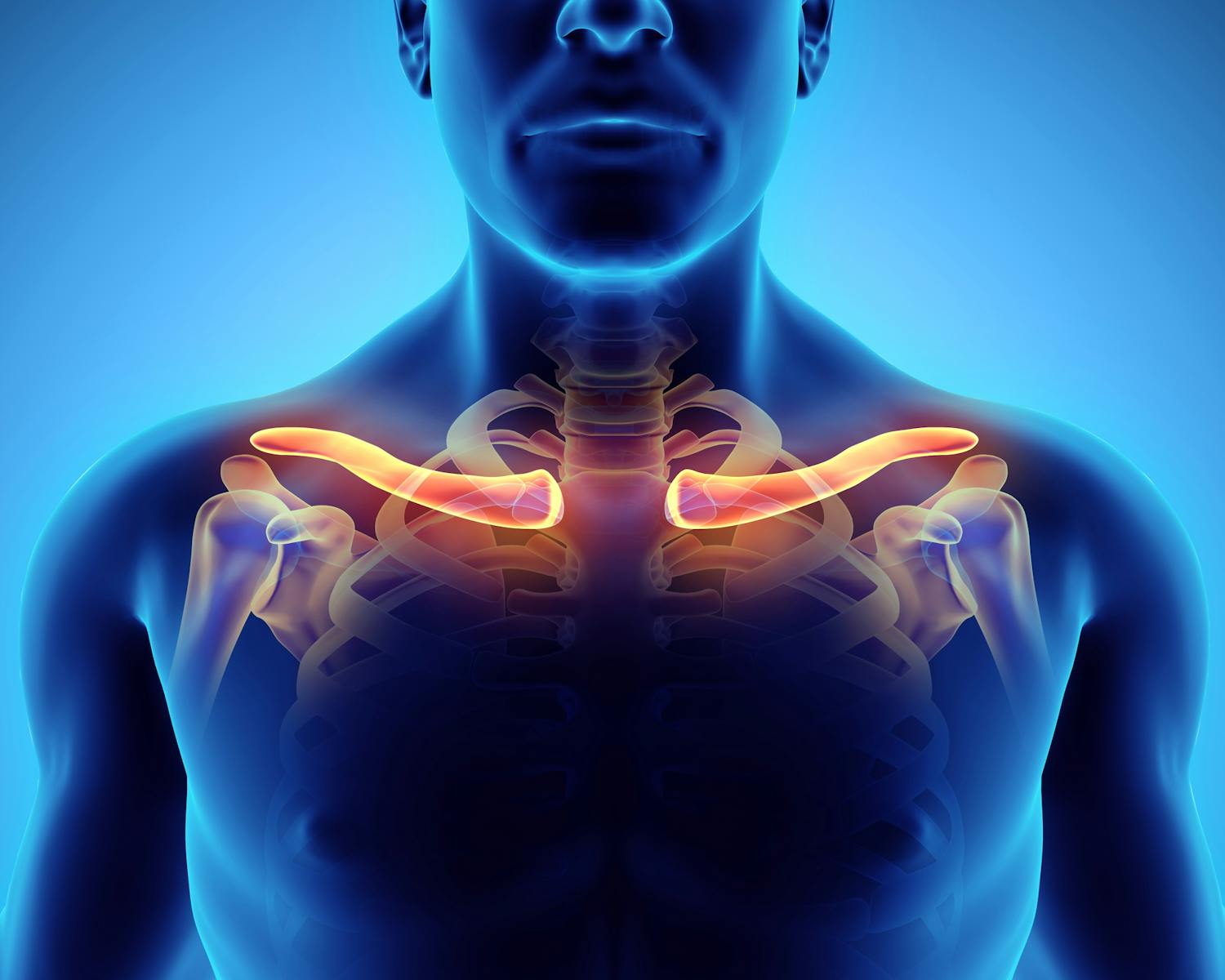 La clavicule, un os discret mais essentiel