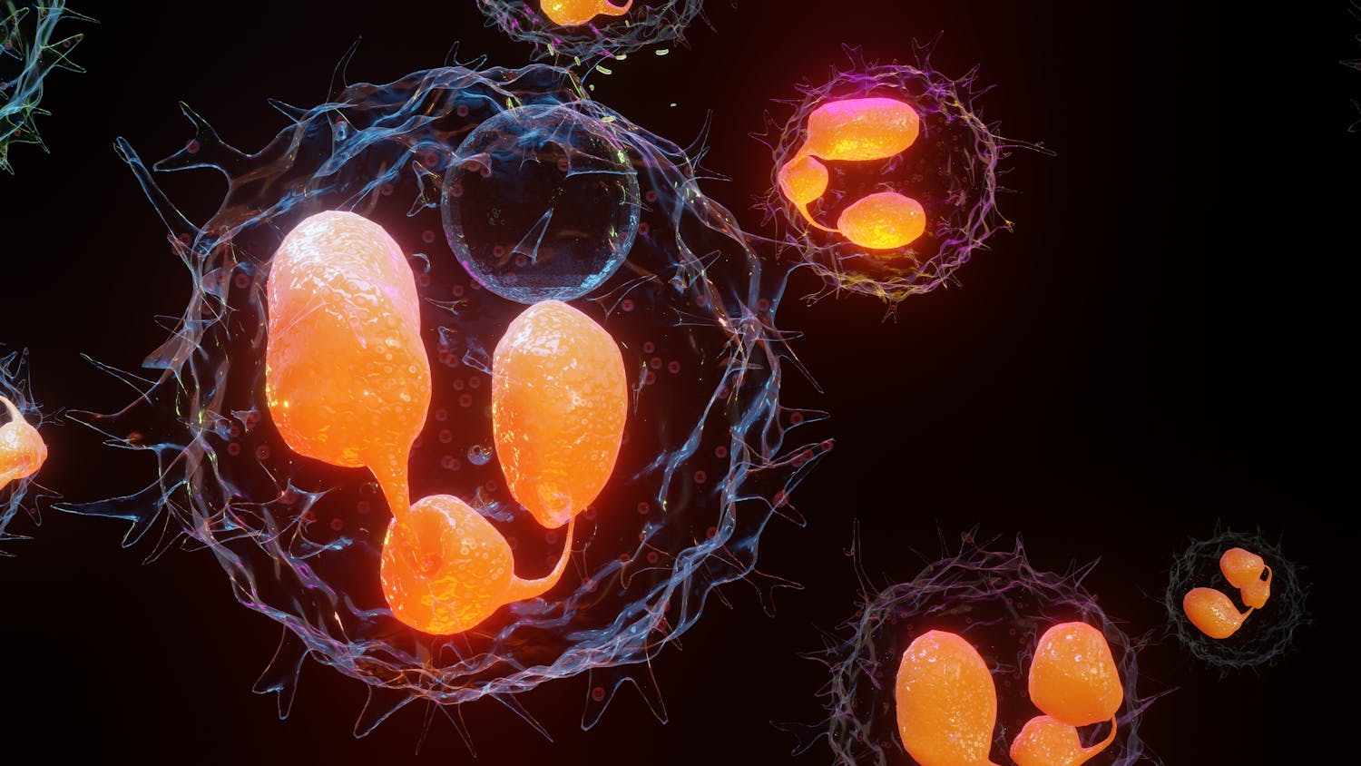 Quand nos cellules font le ménage : zoom sur la phagocytose