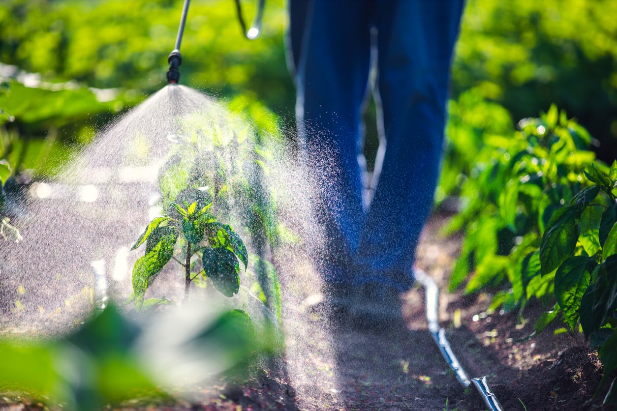 Quels sont les dangers des pesticides pour la santé ?
