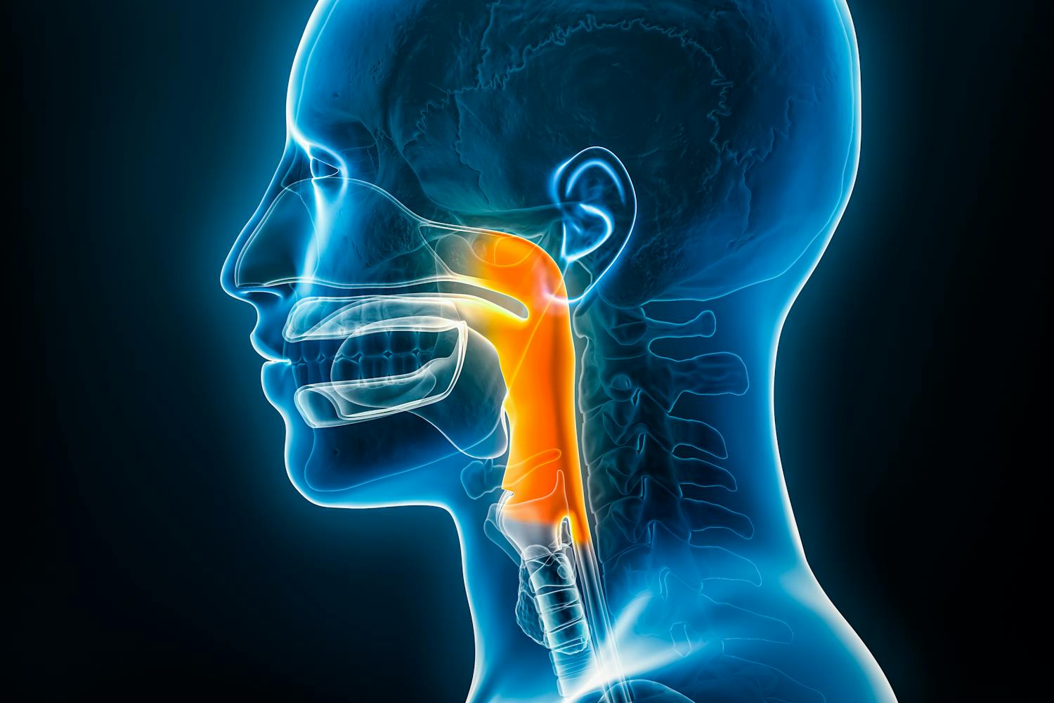 Le pharynx : un carrefour essentiel entre respiration et digestion