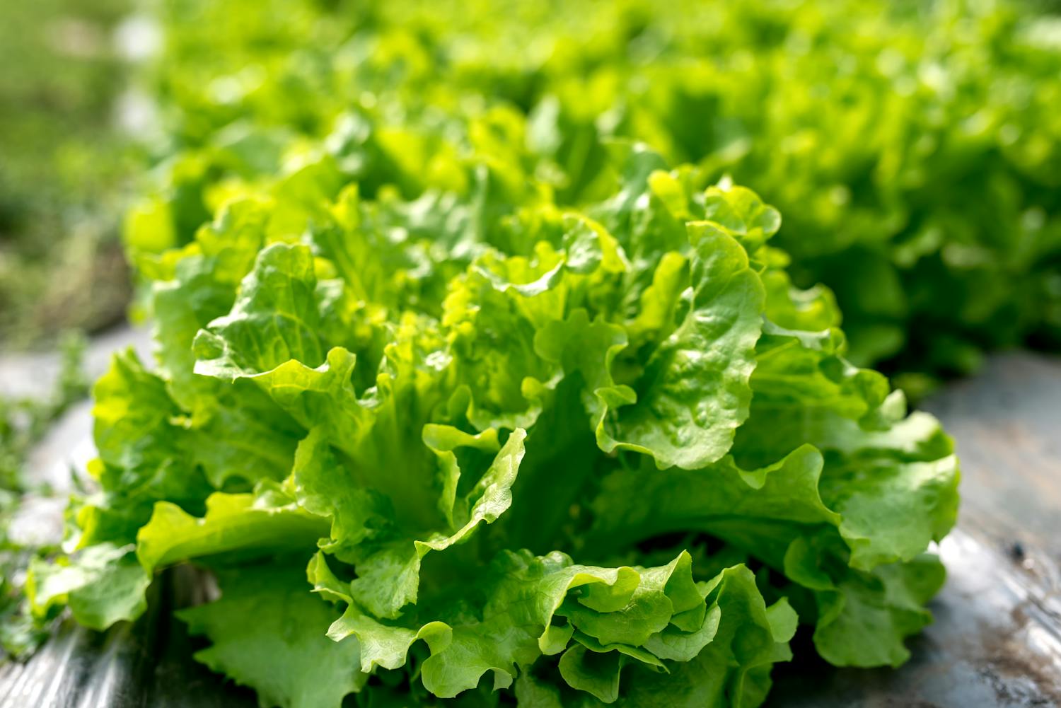 Manger de la salade le soir, bonne ou mauvaise idée ? Réponse d'une médecin nutritionniste