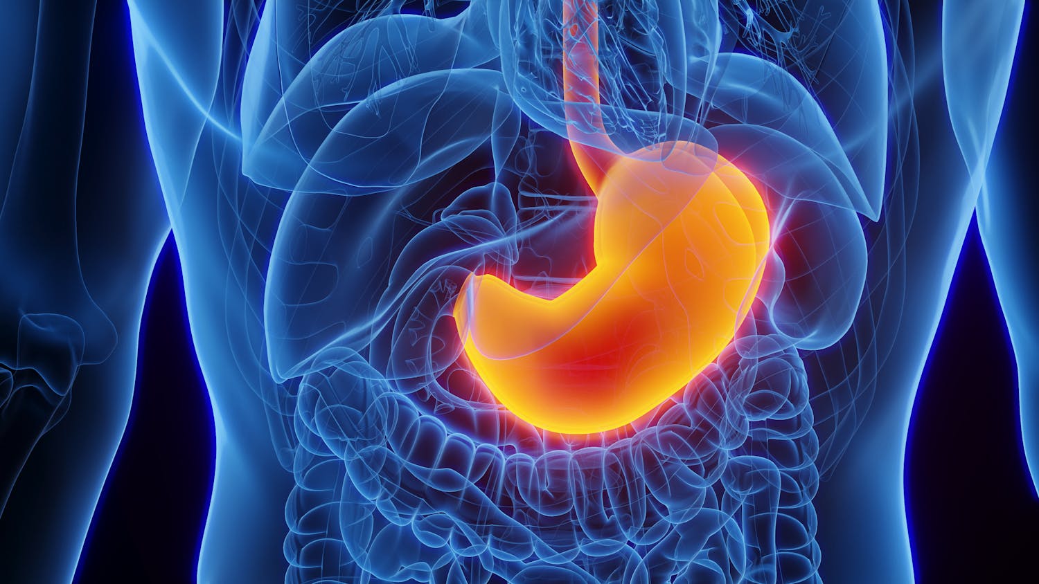 Digestion : combien de temps faut-il pour que l’estomac se vide ?